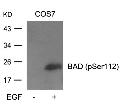 BAD(Phospho-Ser112) Antibody - Absci