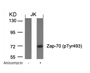 Zap-70(Phospho-Tyr493) Antibody - Absci