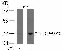 MEK1(Phospho-Ser221) Antibody - Absci
