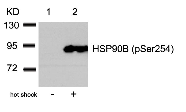 HSP90B(Phospho-Ser254) Antibody - Absci