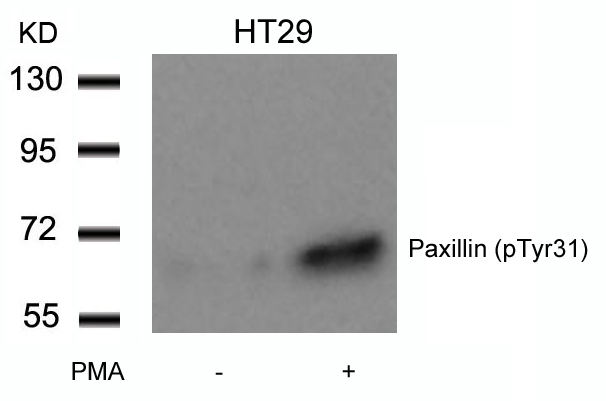 Paxillin(Phospho-Tyr31) Antibody - Absci