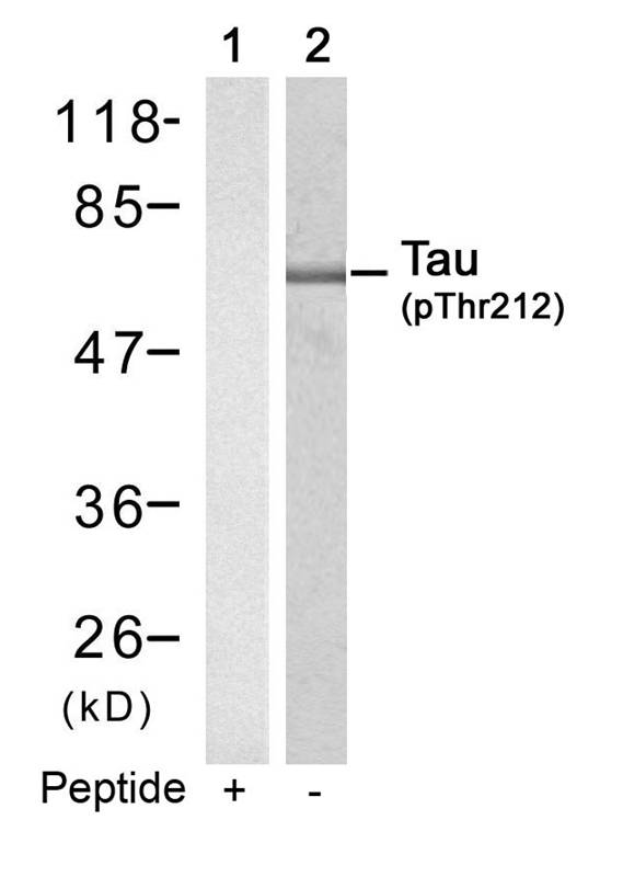 Tau(Phospho-Thr212) Antibody - Absci