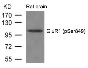 GluR1(phospho-Ser849) Antibody - Absci