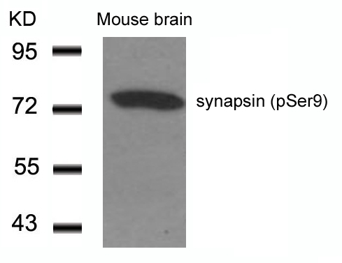 synapsin(Phospho-Ser9) Antibody - Absci