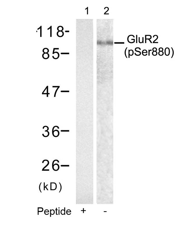 GluR2 (phospho-Ser880) antibody - Absci