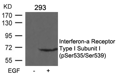 IFNAR1 Subunit1 (phospho-Ser535/Ser539) Antibody - Absci