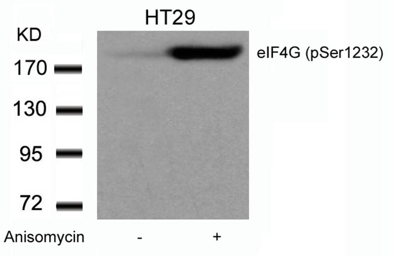 eIF4G (phospho-Ser1231) Antibody - Absci