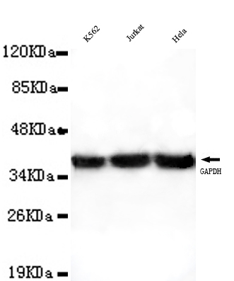 GAPDH(Internal) Monoclonal Antibody - Absci