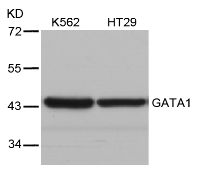 GATA1(Ab-310) Antibody - Absci
