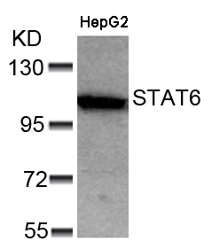 STAT6(Ab-641) Antibody - Absci