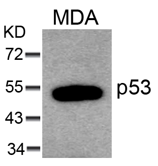 p53(Ab-6) Antibody - Absci