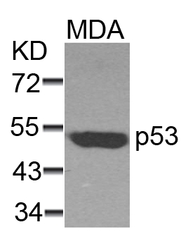 p53(Ab-37) Antibody - Absci