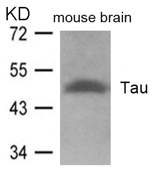 Tau(Ab-262) Antibody - Absci