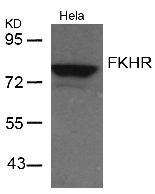 FKHR(Ab-256) Antibody - Absci