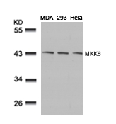 MKK6(Ab-207) Antibody - Absci