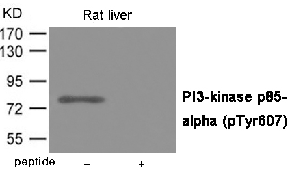PI3-kinase p85- alpha (Phospho-Tyr607) Antibody - Absci