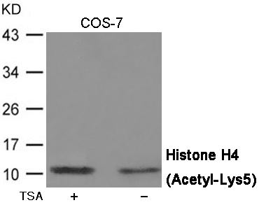 Histone H4 (Acetyl-Lys5) Antibody - Absci