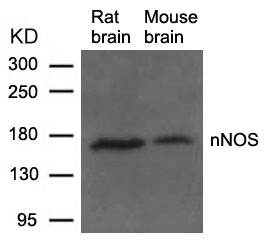 nNOS(Ab-852) Antibody - Absci