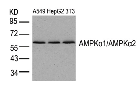 AMPKα1/AMPKα2(Ab-183/172) Antibody - Absci