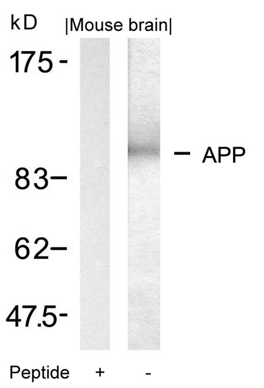 APP(Ab-668) Antibody - Absci