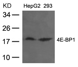 4E-BP1(Ab-37) Antibody - Absci