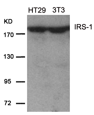 IRS-1(Ab-639) Antibody - Absci