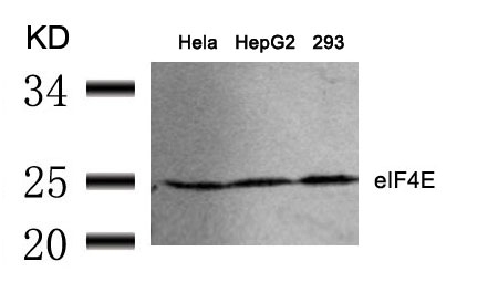 eIF4E(Ab-209) Antibody - Absci