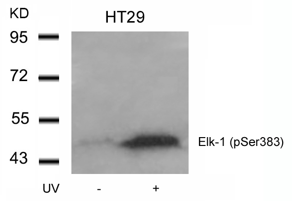 Elk-1(Phospho-Ser383) Antibody - Absci