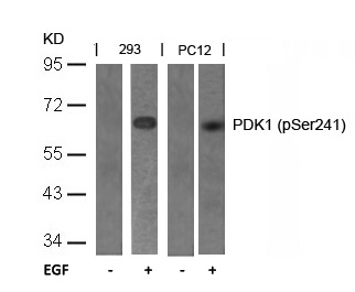 PDK1(Phospho-Ser241) Antibody - Absci
