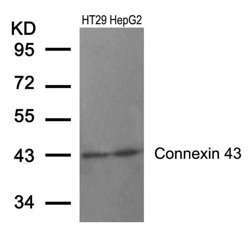 Connexin 43(Ab-368) Antibody - Absci