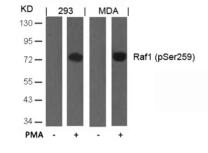 Raf1(Phospho-Ser259) Antibody - Absci