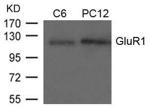 GluR1(Ab-849) Antibody - Absci