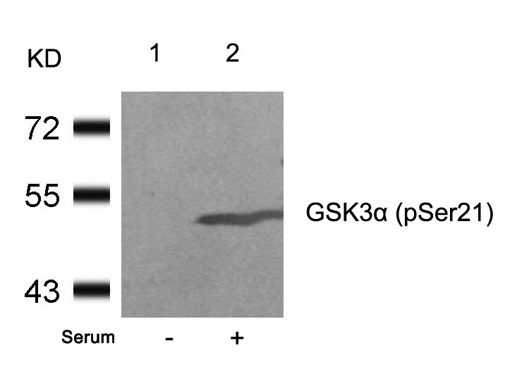 GSK3a(Phospho-Ser21) Antibody - Absci