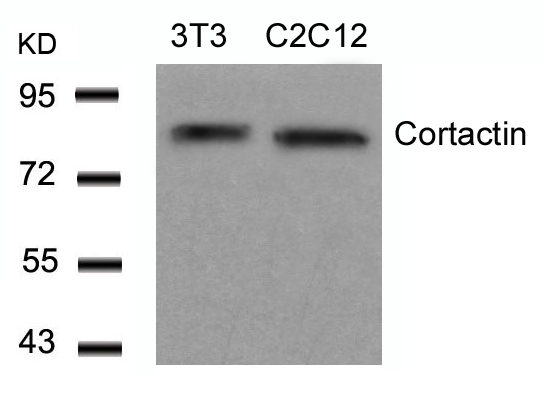 Cortactin(Ab-466) Antibody - Absci