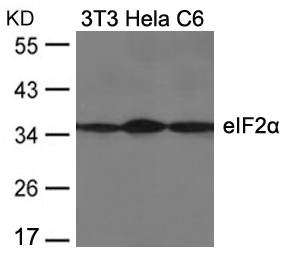 eIF2a(Ab-51) Antibody - Absci