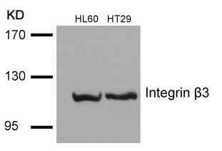 Integrin b3(Ab-785) Antibody - Absci