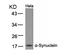 a-Synuclein(Ab-133) Antibody - Absci