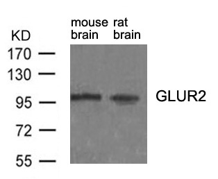 GluR2 (Ab-880) antibody - Absci