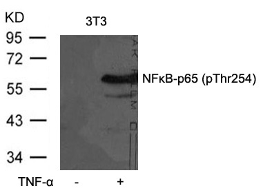 NFkB-p65(Phospho-Thr254) Antibody - Absci