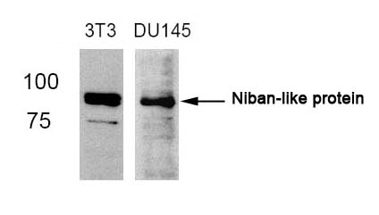 Niban-like protein(Ab-712) Antibody - Absci