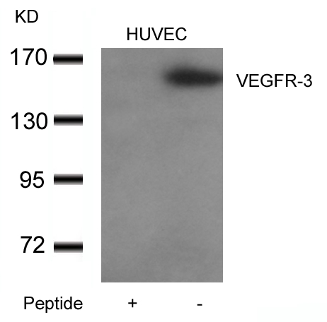 VEGFR3 Antibody - Absci