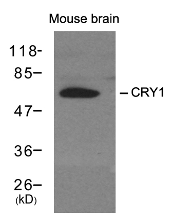 CRY1 Antibody - Absci