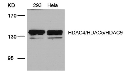 HDAC4/HDAC5/HDAC9(Ab-246/259/220) Antibody - Absci