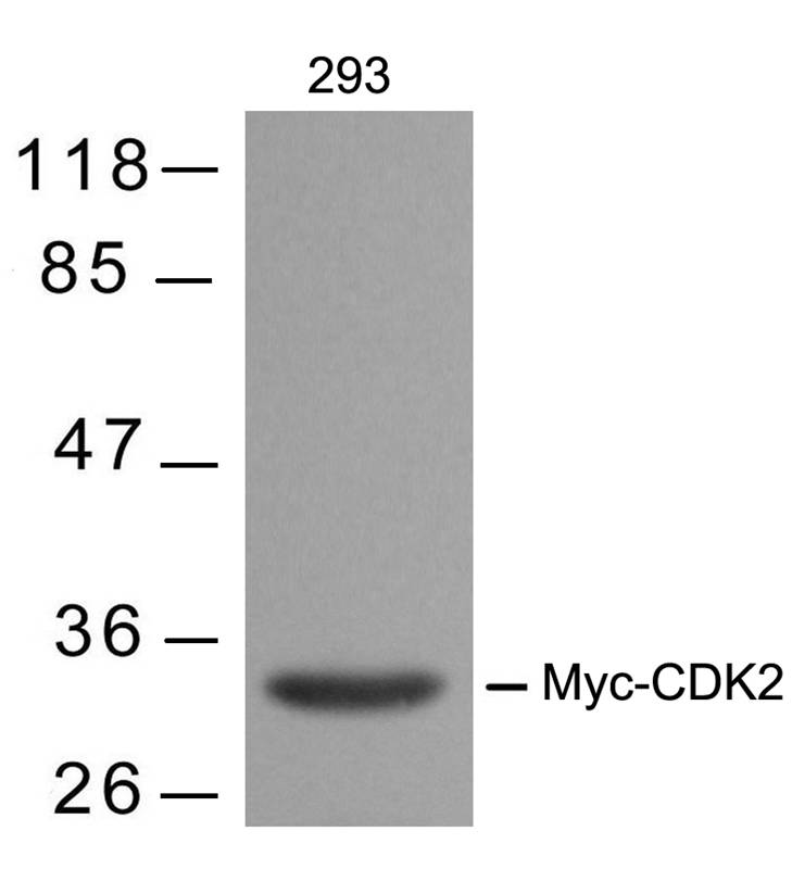 Myc-Tag Mouse Monoclonal Antibody - Absci