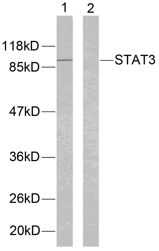 STAT3(Ab-705) Antibody - Absci
