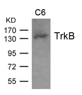 TrkB(Ab-705) Antibody - Absci