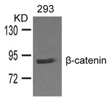 b-catenin Antibody - Absci