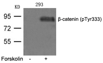 β-catenin(phospho-Tyr333) Antibody - Absci