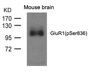 GluR1(phospho-Ser836) Antibody - Absci