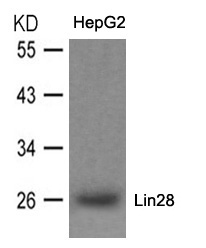 Lin28 Antibody - Absci